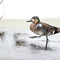 Baikal Teal, the beautiful and rare visitor in Sweden, walks wit Photograph by Torbjorn Swenelius Baikal Teal, the beautiful and rare visitor in Sweden, walks wit Photograph by Torbjorn Swenelius