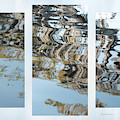 Bald cypress reflections Photograph by Karen Rispin Bald cypress reflections Photograph by Karen Rispin