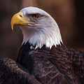 Bald Eagle 2 Photograph by Flees Photos Bald Eagle 2 Photograph by Flees Photos