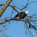 Bald Eagle 2019-21 Photograph by Thomas Young Bald Eagle 2019-21 Photograph by Thomas Young
