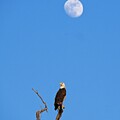 Bald eagle and Full Moon, U Arboretum, MAdison, WI by Steven Ralser