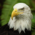 Bald Eagle Photograph by Bob Cournoyer Bald Eagle Photograph by Bob Cournoyer