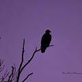 Bald Eagle in Silhouette Photograph by Mary Walchuck Bald Eagle in Silhouette Photograph by Mary Walchuck
