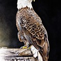 Bald Eagle Painting by Jeanette Ferguson Bald Eagle Painting by Jeanette Ferguson