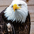 Bald Eagle Ketchikan Digital Art by SnapHappy Photos Bald Eagle Ketchikan Digital Art by SnapHappy Photos