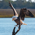 Bald Eagle Landing Photograph by D K Wall Bald Eagle Landing Photograph by D K Wall