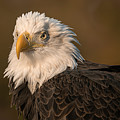 Bald Eagle Mug Template by Dawn Key