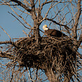 Bald Eagle Nest Remodeling by Debra Martz