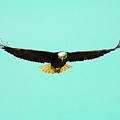 Bald Eagle On Bright Sky Photograph by David Desautel Bald Eagle On Bright Sky Photograph by David Desautel