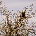 Bald Eagle Perched and Searching by Debra Martz