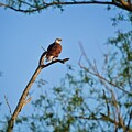 Bald Eagle, UW Arboretum, Madison, WI 2 by Steven Ralser