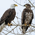 Bald Eagles on Branch Photograph by Wesley Aston Bald Eagles on Branch Photograph by Wesley Aston