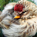 Ball of Feathers Photograph by Christina Rollo Ball of Feathers Photograph by Christina Rollo