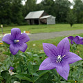 Balloon Flowers and Barn Photograph by Vicki Noble Balloon Flowers and Barn Photograph by Vicki Noble