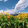 Balsamroot Below The Tetons Grand Tetons Np Photograph by Dave Welling Balsamroot Below The Tetons Grand Tetons Np Photograph by Dave Welling