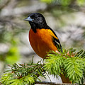 Baltimore Oriole Photograph by Cathy Kovarik Baltimore Oriole Photograph by Cathy Kovarik