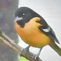 Baltimore Oriole Inmuto by Jessica Levant