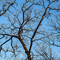 Bare Branches with Blue Sky, Zion, Illinois by David Morehead