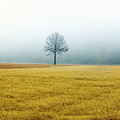 Bare Trees on Golden Grass Photograph by WAZgriffin Digital Bare Trees on Golden Grass Photograph by WAZgriffin Digital