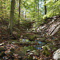 Bark Rocks 2 by Chris Naggy Bark Rocks 2 by Chris Naggy