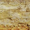 Bark Texture Mixed Media by Christopher Reed Bark Texture Mixed Media by Christopher Reed