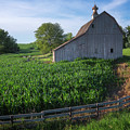Barn and Corn Photograph by Darren White Barn and Corn Photograph by Darren White