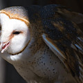 Barn Owl 1 Photograph by Flees Photos Barn Owl 1 Photograph by Flees Photos