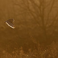 Barn Owl At Sunset Photograph by Pete Walkden Barn Owl At Sunset Photograph by Pete Walkden