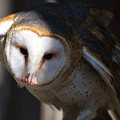 Barn Owl Eating 2 Photograph by Flees Photos Barn Owl Eating 2 Photograph by Flees Photos