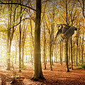 Barn owl flying in autumn woodland Photograph by Simon Bratt Barn owl flying in autumn woodland Photograph by Simon Bratt