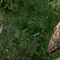 Barn Owl Mug by Dawn Key
