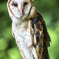Barn owl Photograph by Robert Miller Barn owl Photograph by Robert Miller