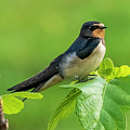 Barn Swallow Hirundo rustica Costa Ballena Cadiz Photograph by Pablo Avanzini Barn Swallow Hirundo rustica Costa Ballena Cadiz Photograph by Pablo Avanzini