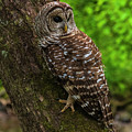Barred Owl 2 Photograph by Melissa Southern Barred Owl 2 Photograph by Melissa Southern