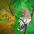 Barred Owl and Anna's hummingbird Painting by Dana Newman Barred Owl and Anna's hummingbird Painting by Dana Newman