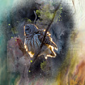 Barred Owl in a Floof after Preening, Backlit Rimmed in a Golden Sunset Photograph by Sandra Rust Barred Owl in a Floof after Preening, Backlit Rimmed in a Golden Sunset Photograph by Sandra Rust