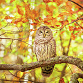 Barred Owl In Autumn Natchez Trace MS Photograph by Jordan Hill Barred Owl In Autumn Natchez Trace MS Photograph by Jordan Hill