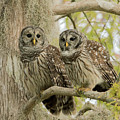Barred Owl Pair Photograph by Ron Bielefeld Barred Owl Pair Photograph by Ron Bielefeld