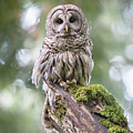 Barred Owl Stare Photograph by Michael Rauwolf Barred Owl Stare Photograph by Michael Rauwolf