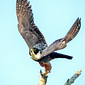 Bat Falcon Take-Off by Judi Dressler