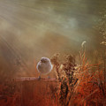 Bathed in Light Photograph by Elaine Teague Bathed in Light Photograph by Elaine Teague