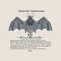 Bats Of Nevada County by Lisa Redfern Bats Of Nevada County by Lisa Redfern