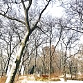 Battery Park New York City by Carol Riddle