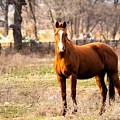 Bay Horse 1 Photograph by C Winslow Shafer Bay Horse 1 Photograph by C Winslow Shafer
