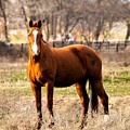 Bay Horse 2 Photograph by C Winslow Shafer Bay Horse 2 Photograph by C Winslow Shafer