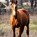 Bay Horse 4 Photograph by C Winslow Shafer Bay Horse 4 Photograph by C Winslow Shafer