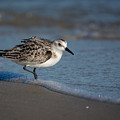 Beach Bully Photograph by Linda Bonaccorsi Beach Bully Photograph by Linda Bonaccorsi