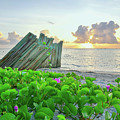 Beach Morning Glory Photograph by Christopher Rice Beach Morning Glory Photograph by Christopher Rice