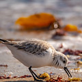 Beach Salad Photograph by Linda Bonaccorsi Beach Salad Photograph by Linda Bonaccorsi