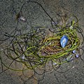 Beach Still Life #1 Photograph by Loren Gilbert Beach Still Life #1 Photograph by Loren Gilbert